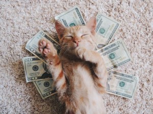 Создать мем: денежный котик, кот с деньгами, животные с деньгами