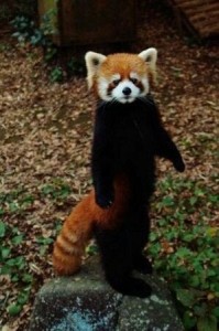 Create meme: a small red Panda, red Panda and raccoon, red Panda