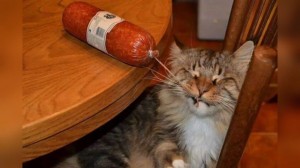 Create meme: cat with sausage, sausage, cat with sausage