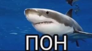 Создать мем: акула мем, акулы мако, акула скат