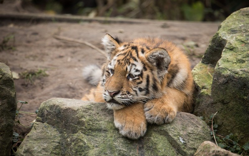 Create meme: the Amur tiger , Siberian tiger, the Amur tiger is small