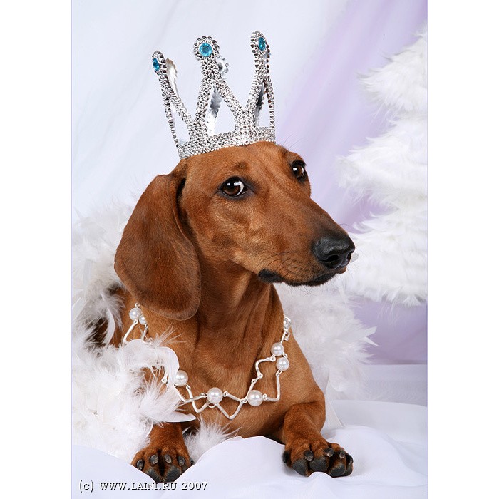 Create meme: Dachshund , dog Dachshund, the dachshund in the crown