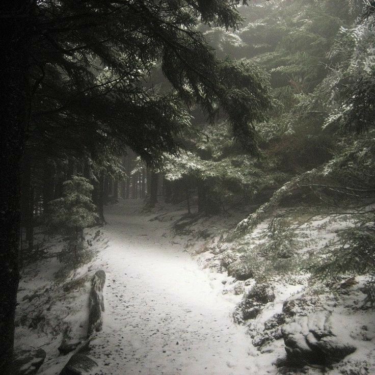 Create meme: forest snow fog, darkness, bridge to nowhere