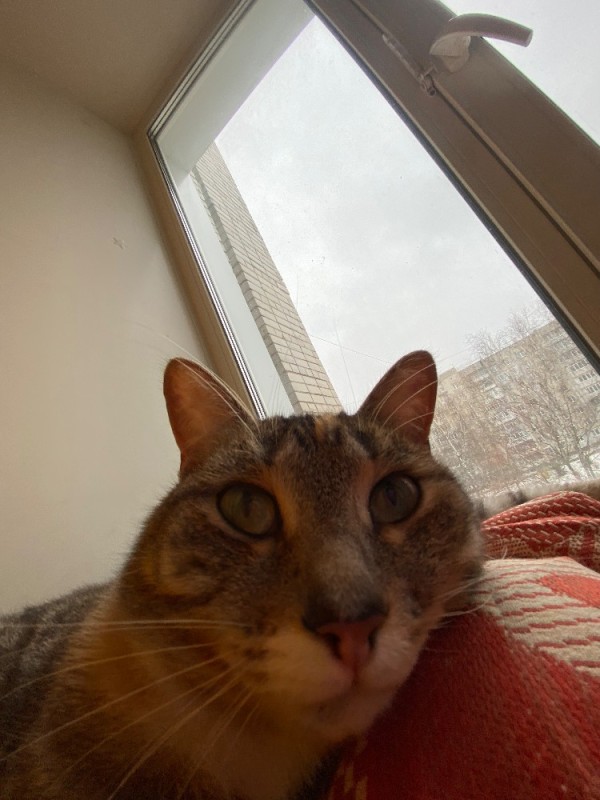 Create meme: selfie cat, the European shorthair cat, cat 