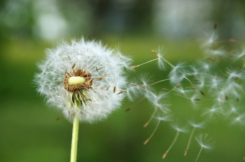 Create meme: dandelion , dandelions genshin, inflorescence of kulbaba