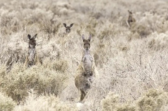 Create meme: western grey kangaroo, kangaroo animal, grey kangaroo