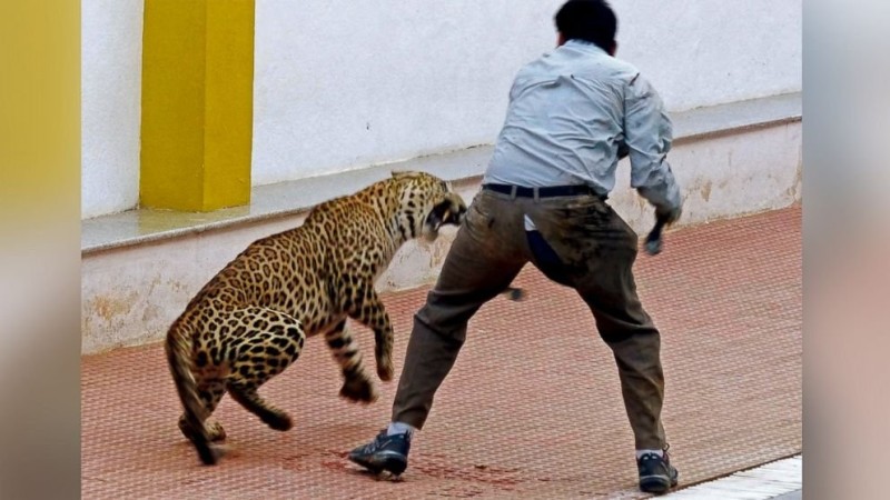 Create meme: leopard attacks on humans, tiger killed leopard, leopard attack on human video