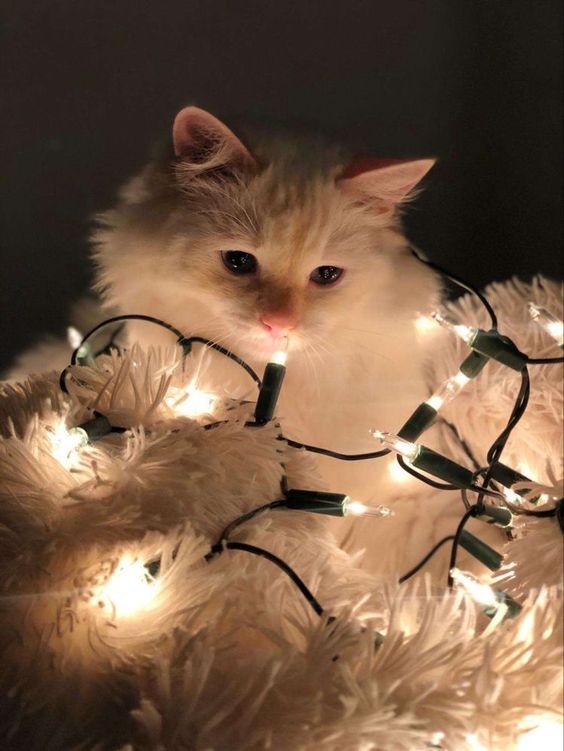 Create meme: a cat with a garland, a white cat in a garland, a cat with a garland