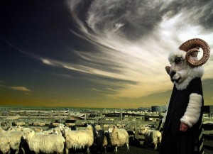 Create meme: sheep, sheep and goat, sheep