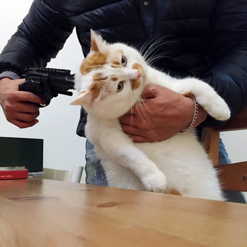 Create meme: cat with gun meme, cat , shoot the cat