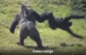 Create meme: gorilla funny, the male gorilla, fight gorillas