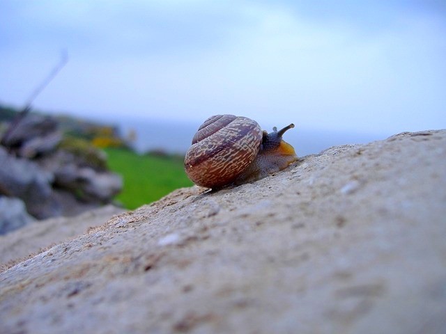 Create meme: snail , snail on a stone, snail shell