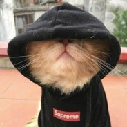 Create meme: cool cats, hooded cats, funny cat