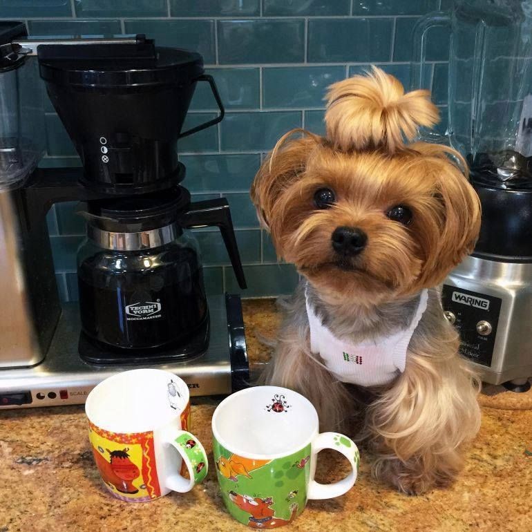 Create meme: Yorkshire Terrier , dog Yorkshire Terrier, Good morning Yorkshire Terrier