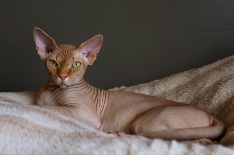 Create meme: Sphinx , Sphynx cat , cat Sphynx