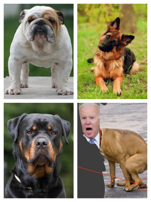 Создать мем: собака английский бульдог, английский бульдог щенок, порода английский бульдог