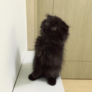 Создать мем: самые большие глаза в мире, fluffy, cat black