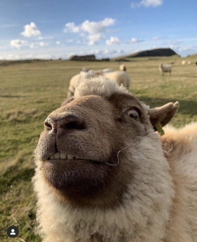 Create meme: funny sheep, the muzzle of a ram, sheep 