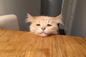 Create meme: cat, sad cat photo, cats