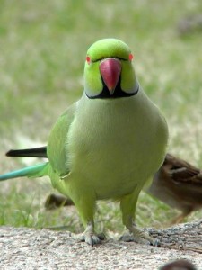 Create meme: Alexandrine parrot