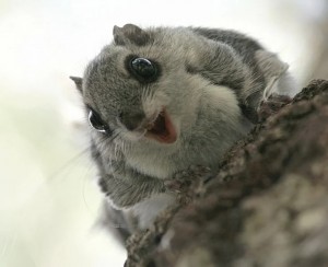 Create meme: Japanese the flying squirrel, Japanese flying squirrel get, Japanese the flying squirrel get