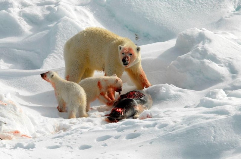 Create meme: north pole animals, polar bear , polar bear at the north pole