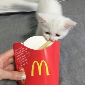 Create meme: cat, crying kitten with french fries, seals at McDonalds