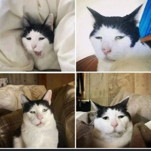 Create meme: cat, kitty, animals cute