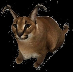 Create meme: Caracal