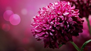 Create meme: bouquet of roses and chrysanthemums, Astra, Wallpaper