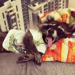 Создать мем: raccoon, еноты, енот спит