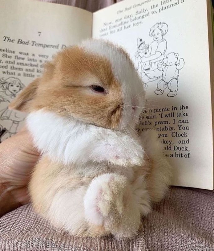 Создать мем: милые зайчики, милые кролики для вп, милые кролики