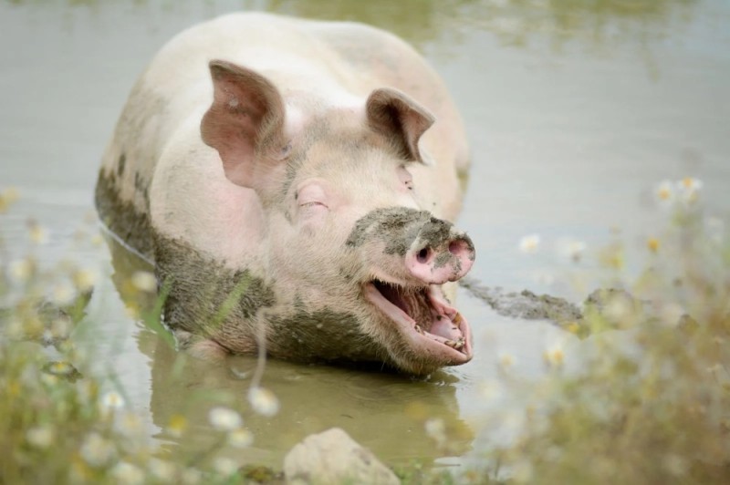 Create meme: pure pig, pig , pig in the water