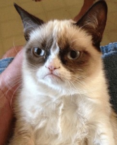 Create meme: unhappy cat, the most Snuffy cat ever, grumpy cat smiles