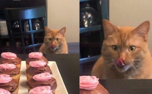 Создать мем: кот с колбасой мем, мемы про сладости, кот с пирожными мем