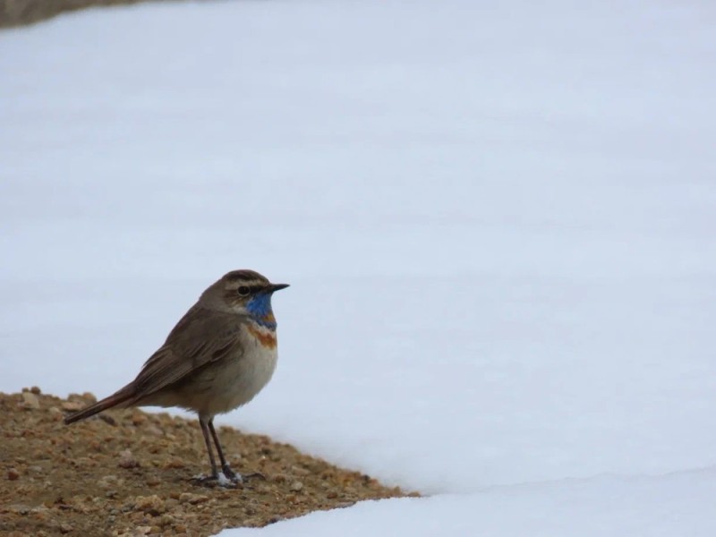 Create meme: varakushka bird, nightingale varakushka female, Nightingale varakushka