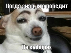 Create meme: meme, paint the eyebrows, meme of a dog with eyebrows