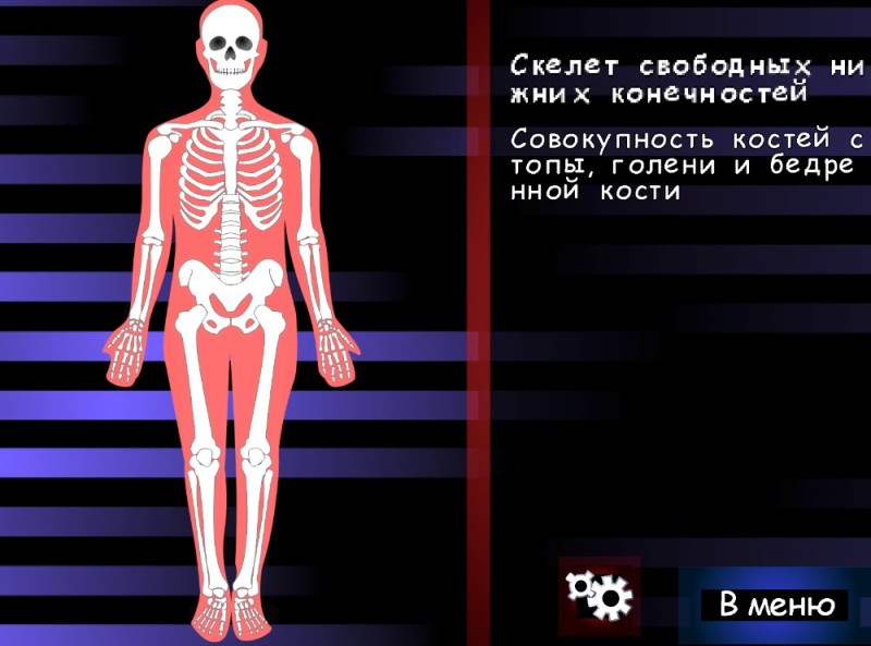 Create meme: human skeleton , bones skeleton, bones of the human skeleton