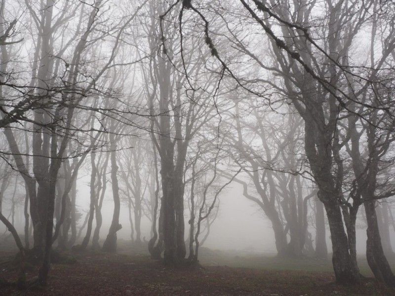 Создать мем: мрачный туман, лес туман, эстетичные фоны