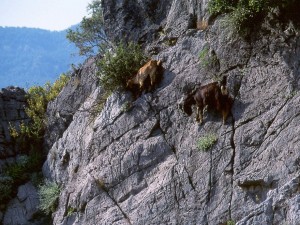 Создать мем: горный козел, альпийский горный козел, копытные на скалах