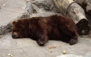 Создать мем: московский зоопарк, в спячке, brown bear