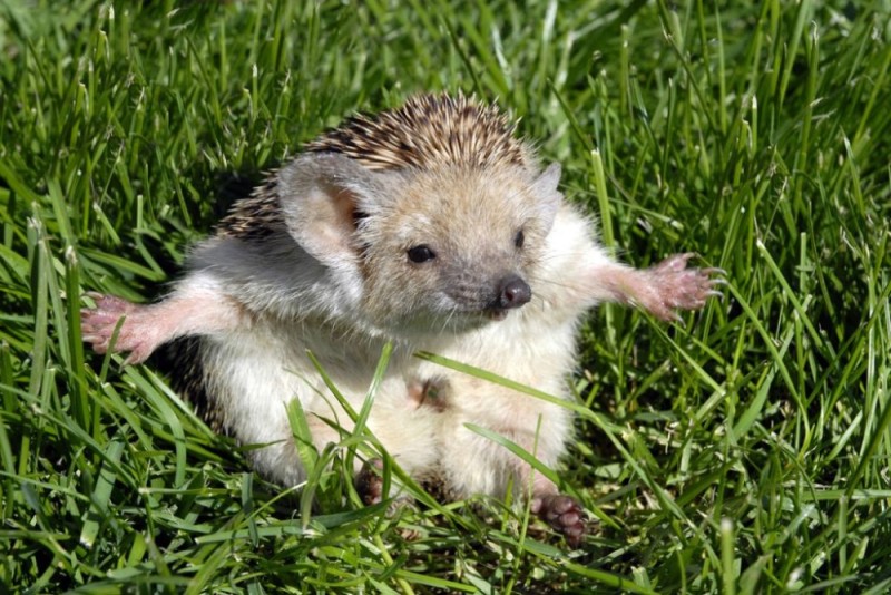 Create meme: big - eared hedgehog, little hedgehog, hedgehog hedgehogs