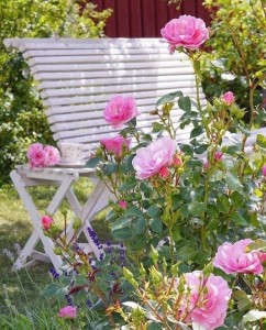 Create meme: rose rose harlow carr, Rosa Gloriana climbing, rose sommerwind (sommerwind)