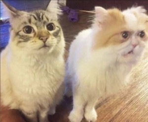 Create meme: Himalayan cat, seals, Persian cat