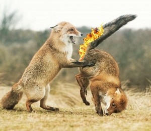 Create meme: Fox, foxes pair