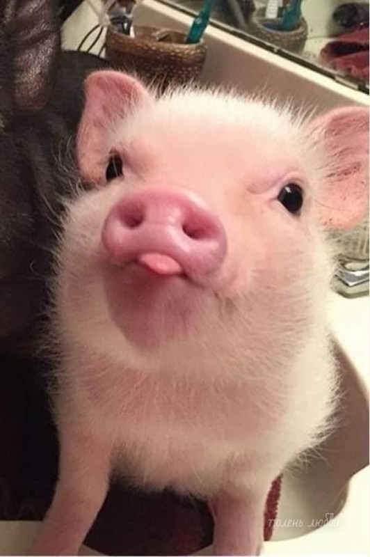 Create meme: the pig is funny, the Piglet is cute, piglet minipig