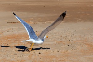 Create meme: Seagull, Seagull