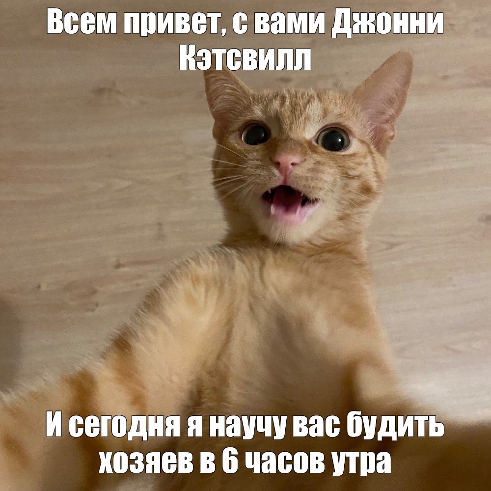 Создать мем &amp;quot;рыжий кот, рыжий кот смешные картинки, Кошка&amp;quot; - Картинки -  Meme-arsenal.com