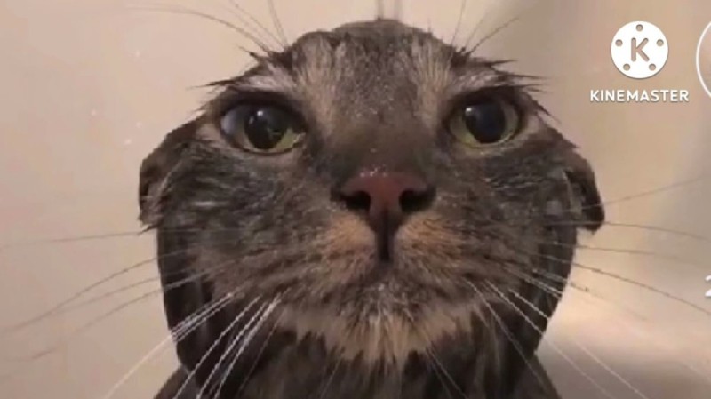 Create meme: wet cat , cat , the cat jumped in