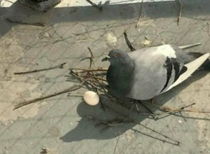 Create meme: pigeon bird, dove, dove